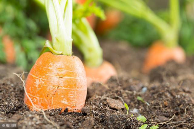 种植胡萝卜，掌握这套高产栽培技术，助你亩产超万斤