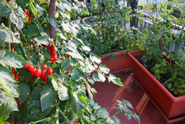 阳台种小西红柿，5个步骤顺着来，掐心授粉打支架，一棵挂果100个