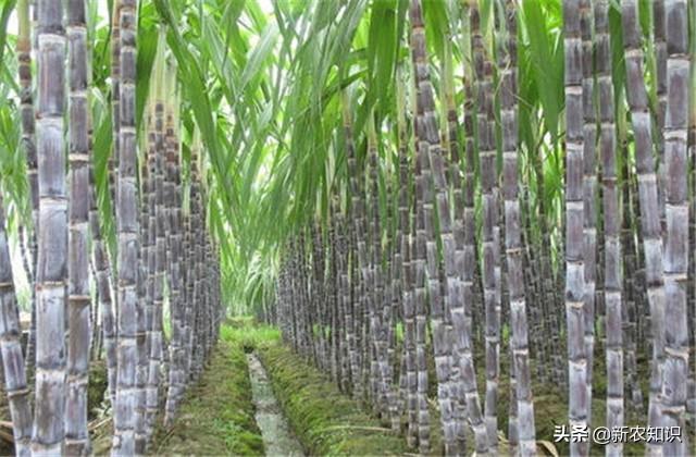 甘蔗高产高糖栽培技术分析，掌握这些技巧，提高收成不是问题