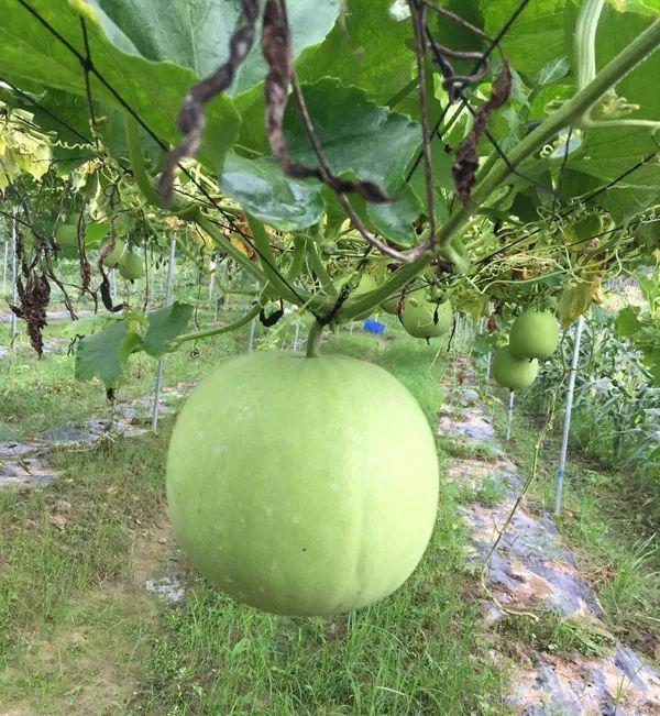 这种能长在树上的冬瓜竟有香芋味！不怕摔、耐储运，亩均效益2万元！