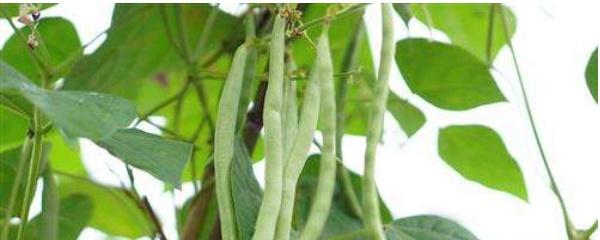 四季豆种植全过程