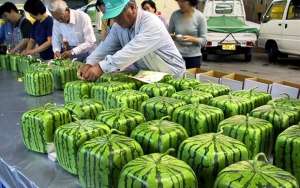 日本的西瓜种植(2023年日本方西瓜开卖，不能吃只观赏还卖500块，凭啥这么贵？)