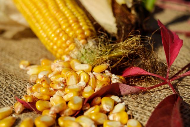世界上种植面积最大分布最广的农作物居然是“玉米”？