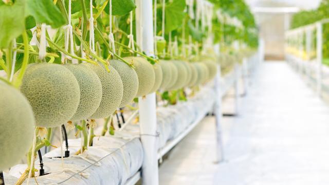 甜瓜地膜覆盖栽培技术，来瞧瞧怎么种植的，学会这些产质兼优
