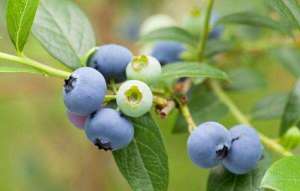 改良土壤种植蓝莓(蓝莓土壤改良的三大方法，看过之后你也可以尝试种植了)