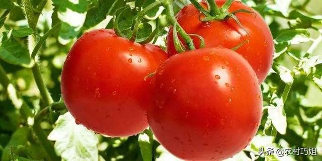 西红柿什么时候种最好？
