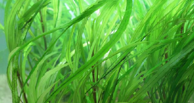 水草缸中的“柳树”——柳草的分类和栽培（1）