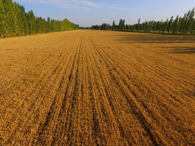 小麦种植与农民种植意愿的调查与分析