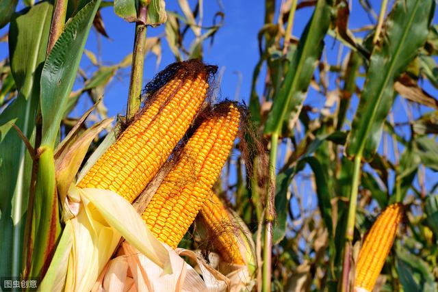 一亩地一年地租800元，种植小麦和玉米，除去成本纯利润剩多少？
