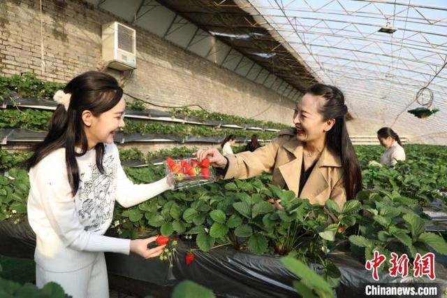 “中国草莓之乡”河北满城：现代休闲农业“带火”冬季游