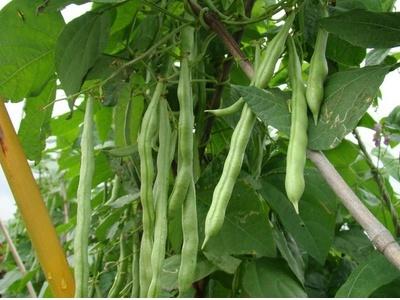 四季豆种植全过程
