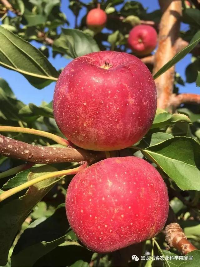 苹果来了！“国标”的那种｜“龙丰”成黑龙江首个通过国审的果树推广品种，最远销往东南亚