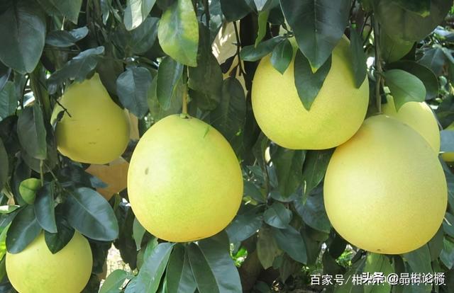 柚子种植环境条件