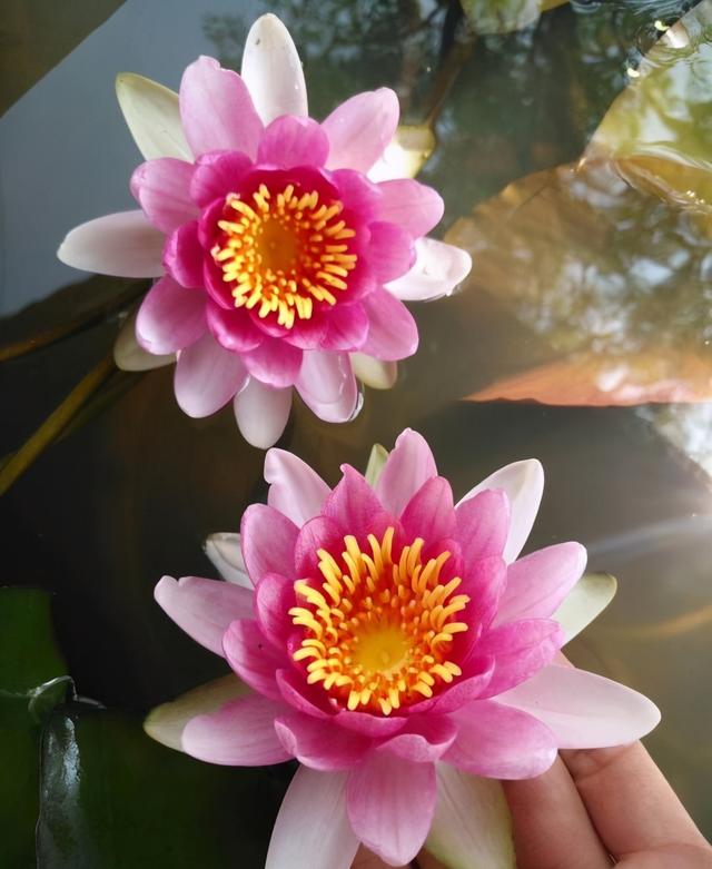 怎样养好睡莲？记住3个方面，花朵大色彩丰富很漂亮