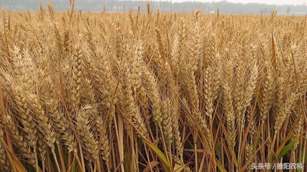 最受农民欢迎的小麦品种