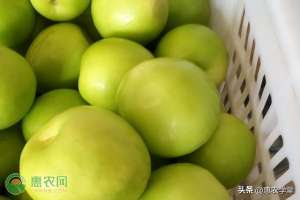 湖南适合种植青枣吗(2022年青枣价格多少钱一斤？)