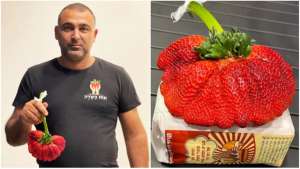 以色列的种植体(以色列农民种出世界上最重的草莓，科普以色列草莓种植技术特点)