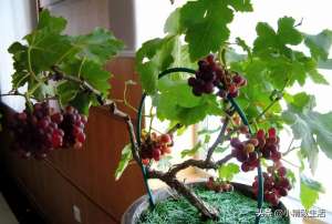 广西木葡萄种植方法(阳台自己种葡萄，第2年就挂果，又大又甜，绿色无公害)