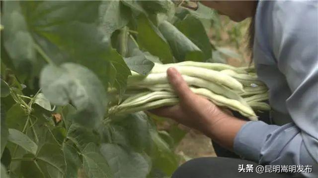 嵩明这个村种植四季豆，产值2000万元