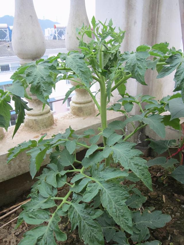 阳台盆栽西红柿，学些小技巧，挂果十几个，又大又红甜又沙