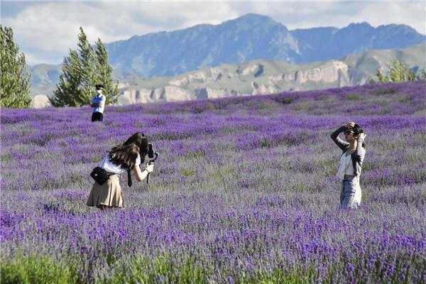 新疆霍城县：5万亩薰衣草盛开成花海