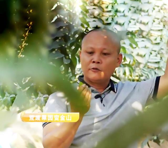 广东大哥负债百万，靠种植橄榄营收2000万，带领村民发家致富