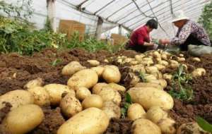 浙江土豆的种植时间(八月份正值土豆种植时节，这些种植技术要收好)