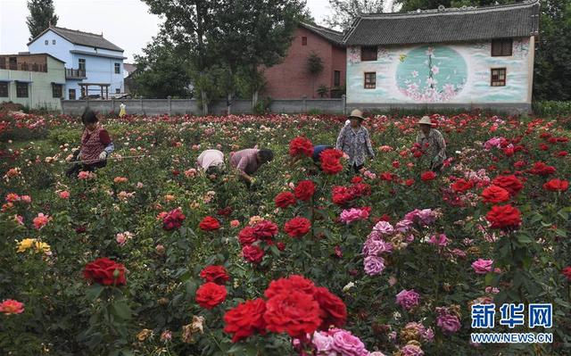 陕西洛南：铺满鲜花的玫瑰小镇