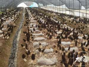 宁波羊肚菌种植基地(珍稀品种“羊肚菌”在合肥栽培面积已达4000亩)