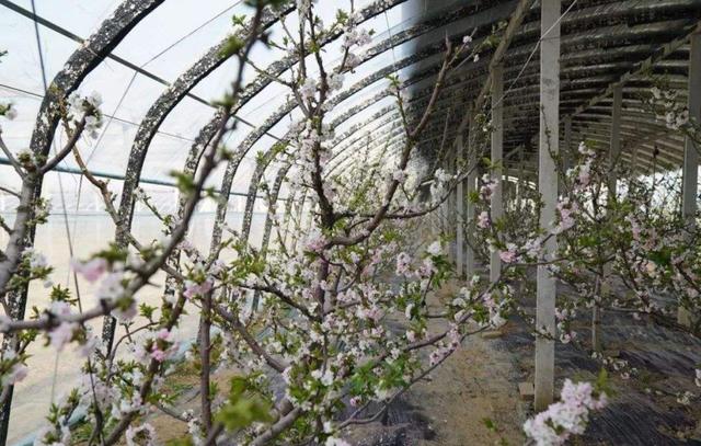 大棚樱桃种植方案，全面管理，建议收藏
