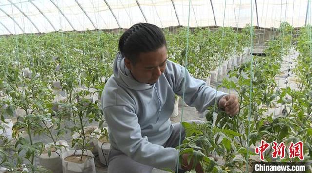 新疆兵团种植户黄沙里种出西红柿 有效减轻土传病虫害