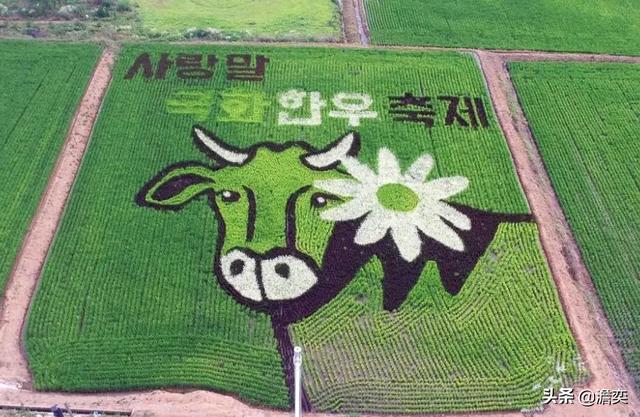 生存空间那么狭小的韩国，为何还在拼命坚持稻米自给自足