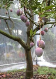 吃完的芒果核不要扔，种起来能够长出漂亮的小芒果树