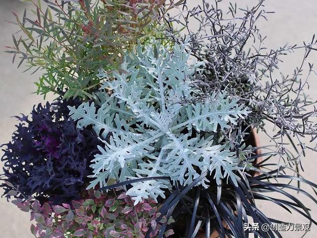 冬季调色盘——适合12种组盆的植物
