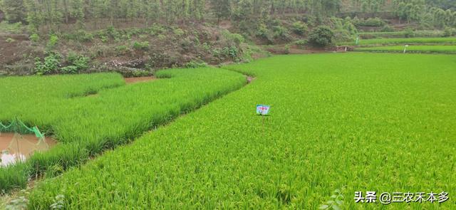 宜宾农村大爷的水稻高产经，多用半斤种子，多收200斤谷子