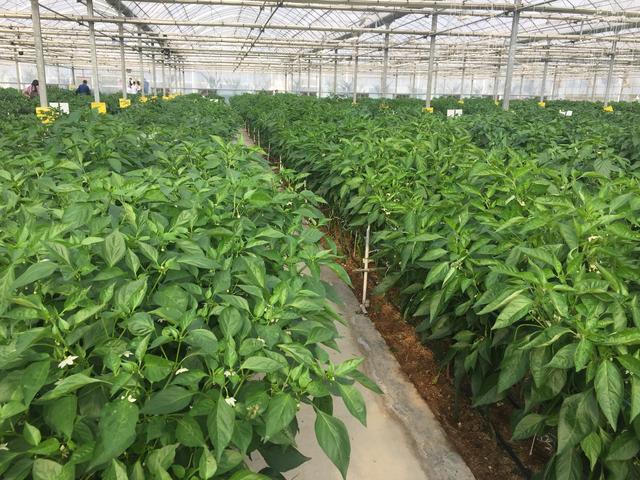 冬茬大棚辣椒的栽培管理要点，防“三落”，防早衰，提高产量