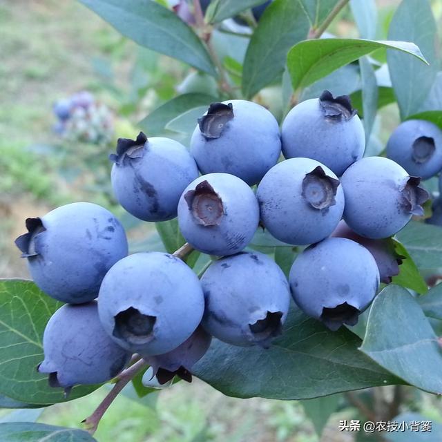 种植蓝莓怎么挑选优良品种？16个蓝莓品种由你自己选