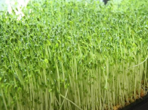 豌豆苗的栽培方法