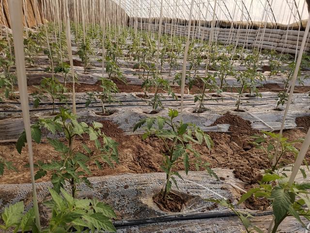 番茄正确定植栽苗，不仅高产、优质还早熟，帮农民朋友卖个好价钱