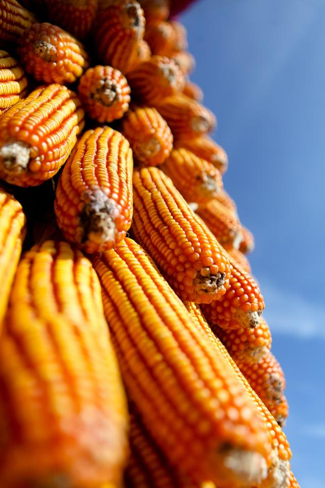 世界上种植面积最大分布最广的农作物居然是“玉米”？