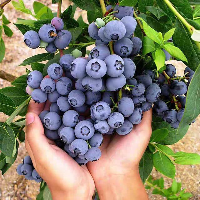 蓝莓栽培管理技术规程