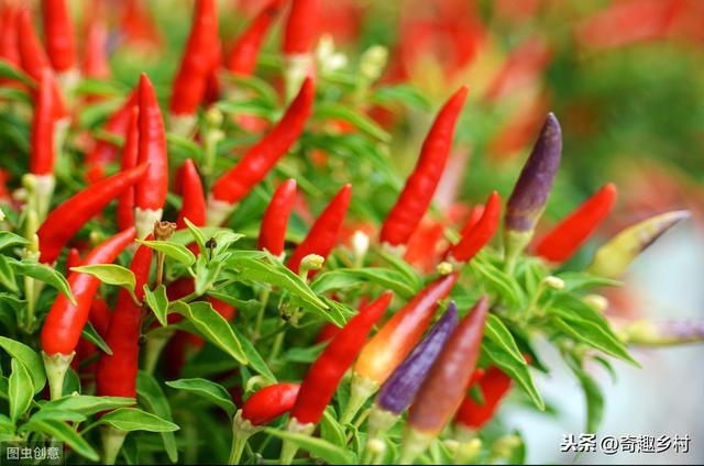 露天辣椒一般什么时间种？种植方法是什么？