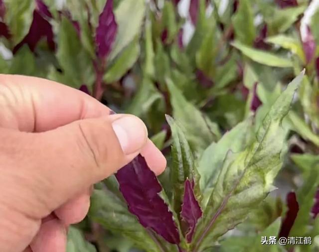 风味独特的“懒人菜”紫背菜周年种植6个关键技术点，点点均重要