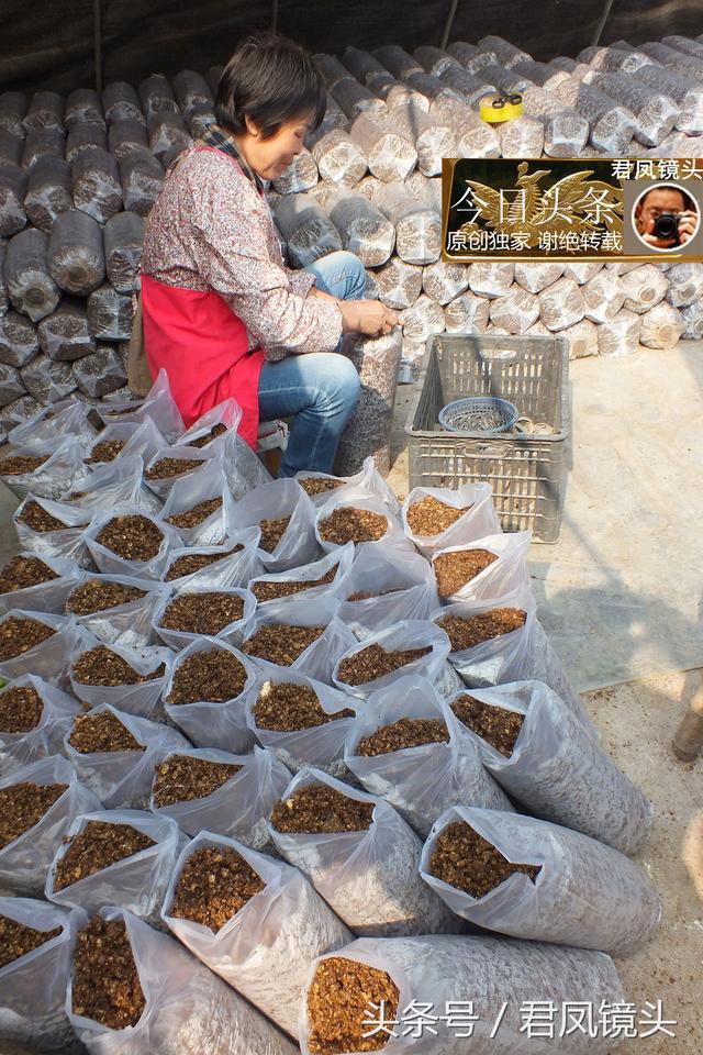湖北宜昌：农民种植食用菌；成本与利润比一般为1比1.5，赚钱