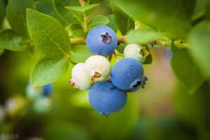 斯巴坦蓝莓种植(蓝莓栽培怎么选择品种？自身特点是基础，栽培目的是关键)