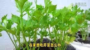 种植芹菜的视频播放(在家想吃芹菜怎么办，那就简单种上几颗尝尝看#种植)