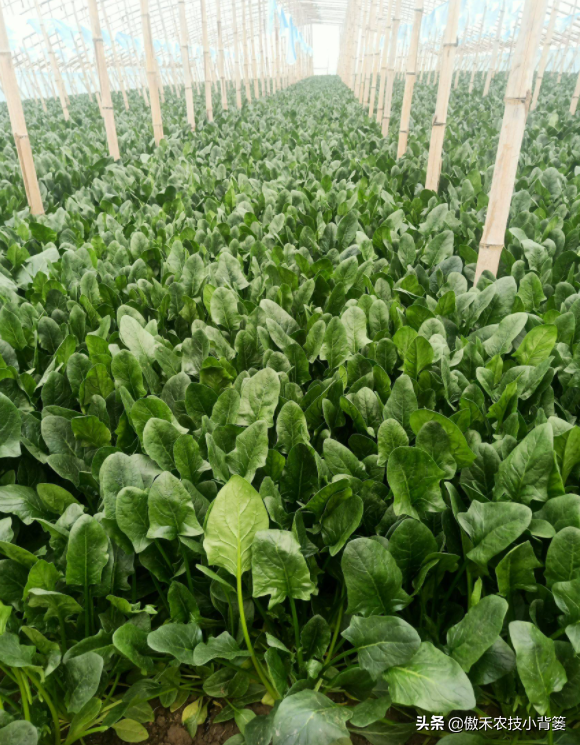 学会菠菜四季种植的管理技巧，出苗齐、长得快、产量大、品质好