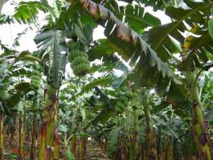 广西西贡蕉种植技术(【一村一品】看“懒汉产业”  如何兴边富民)