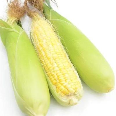 水果玉米的种植技术简述