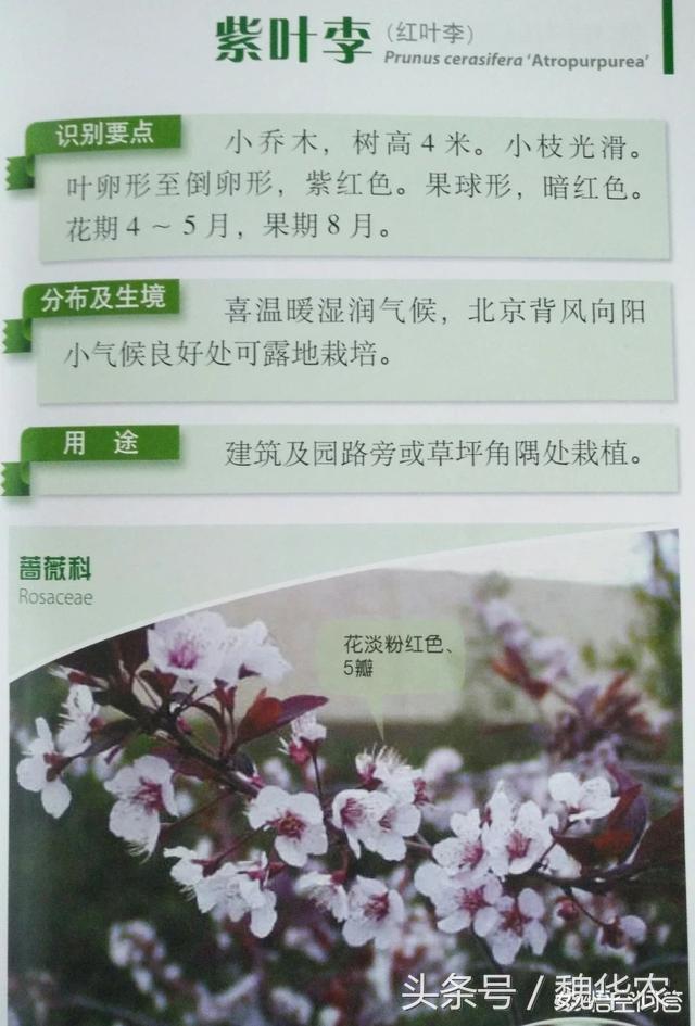 华北地区京津冀庭院可以种植的果树，园林树木有哪些景观如何搭配